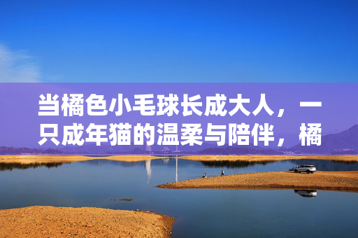 当橘色小毛球长成大人,一只成年猫的温柔与陪伴,橘毛球长成大猫的温柔陪伴