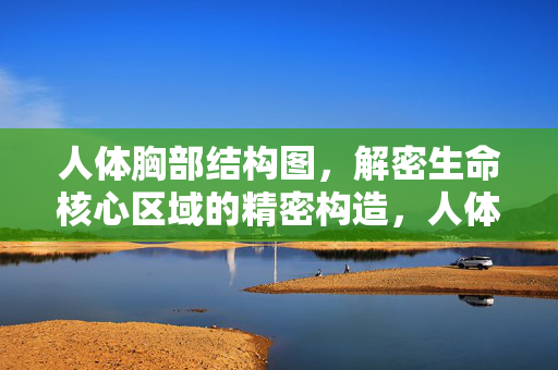 人体胸部结构图,解密生命核心区域的精密构造,人体胸部结构图,解密生命核心的精密构造