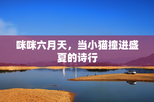 咪咪六月天,当小猫撞进盛夏的诗行