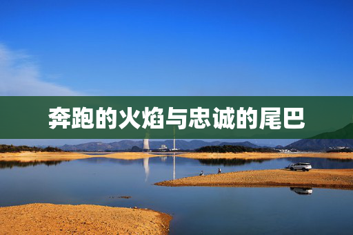 奔跑的火焰与忠诚的尾巴