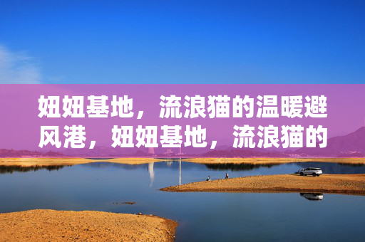 妞妞基地,流浪猫的温暖避风港,妞妞基地,流浪猫的温暖避风港