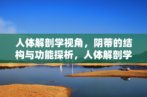 人体解剖学视角,阴蒂的结构与功能探析,人体解剖学视角下阴蒂结构与功能探析