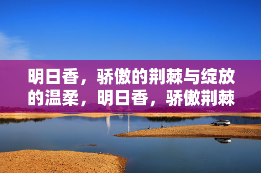 明日香,骄傲的荆棘与绽放的温柔,明日香,骄傲荆棘与温柔绽放