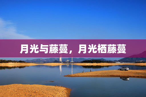 月光与藤蔓,月光栖藤蔓