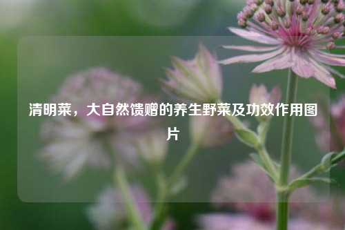 清明菜,大自然馈赠的养生野菜及功效作用图片