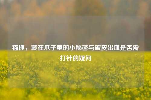 猫抓,藏在爪子里的小秘密与破皮出血是否需打针的疑问