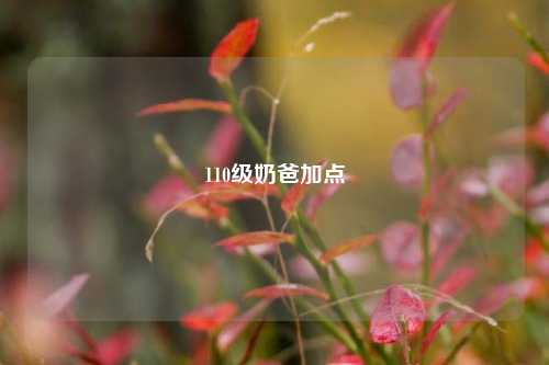 110级奶爸加点