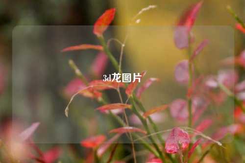 3d龙图片